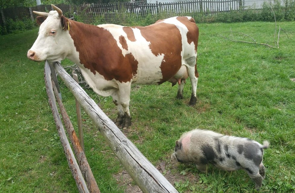 Ani ovce, ani kozy, které jsou mu velikostně blíže, ho nezajímají. Čuňas se cítí dobře ve společnosti krav.