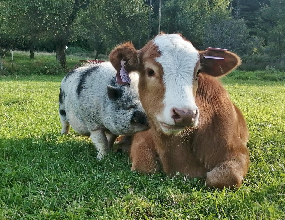 Nezvyklé přátelství. Čuník s mladým býčkem bez sebe na pastvině v Dolní Lomné neudělají ani krok.