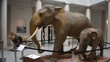 Legendární lev Sohan i sloni Calvin a Sumitra: "Ožili" v Opavském muzeu