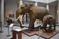 Legendární lev Sohan i sloni Calvin a Sumitra: "Ožili" v Opavském muzeu