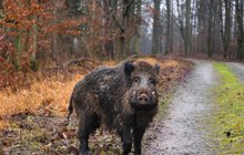 Rádce Aha!: Pozor, zvěř! Jak řešit srážky na silnici