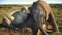 Netradiční přátelství ovce a slona