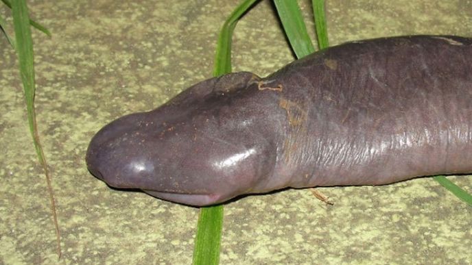 Obojživelník atretochoana eiselti alias had-penis; ve skutečnosti se nejedná o hada, ale o červora