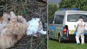 Kočku s hlavou od vápna našli v lese! Pobouření ochránci se chtějí obrátit na policii.