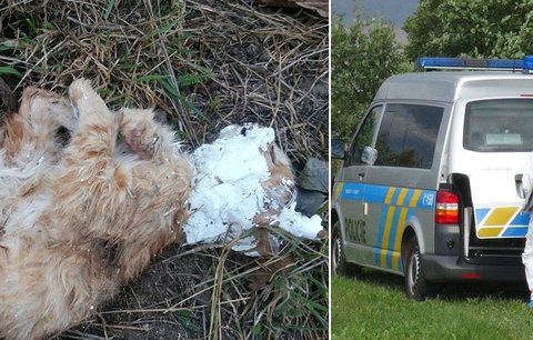 Tyran kočku brutálně umučil k smrti: Našli ji u Kyjova se zasádrovanou hlavou!