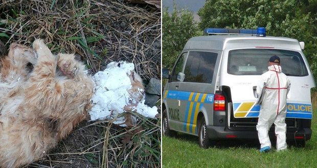 Kočku s hlavou od vápna našli v lese! Pobouření ochránci se chtějí obrátit na policii.