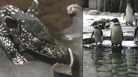 Punťa kvůli mrazům odcestuje z pražské zoo později, tučňáci museli dovnitř.