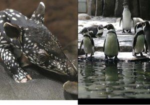 Punťa kvůli mrazům odcestuje z pražské zoo později, tučňáci museli dovnitř.