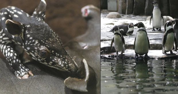 Mrazíky v pražské zoo: Tapír Punťa odjede do Amsterdamu později, tučňáci museli dovnitř