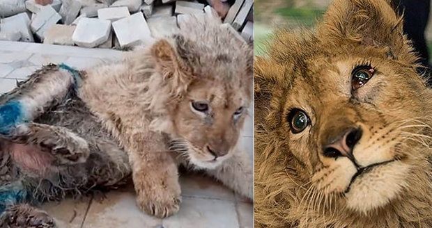 Neuvěřitelné týrání zvířat: Chovatel zlomil nohy lvíčeti, aby nemohlo utéct při focení s turisty