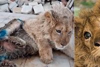 Neuvěřitelné týrání zvířat: Chovatel zlomil nohy lvíčeti, aby nemohlo utéct při focení s turisty