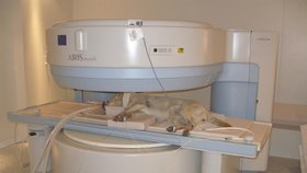 Možnosti léčby domácích mazlíčků se zlepšily. Takto veterináři pečují o zvířata na klinice na pražské klinice Jaggy.