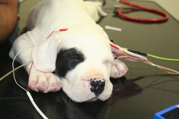 Možnosti léčby domácích mazlíčku se zlepšily. Takto veterináři pečují o zvířata na klinice na pražské klinice Jaggy.