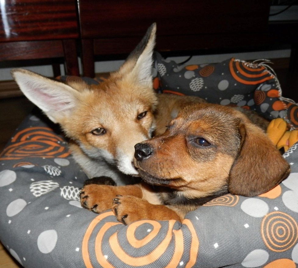 Největší parťáci - liška a štěně jezevčíka.