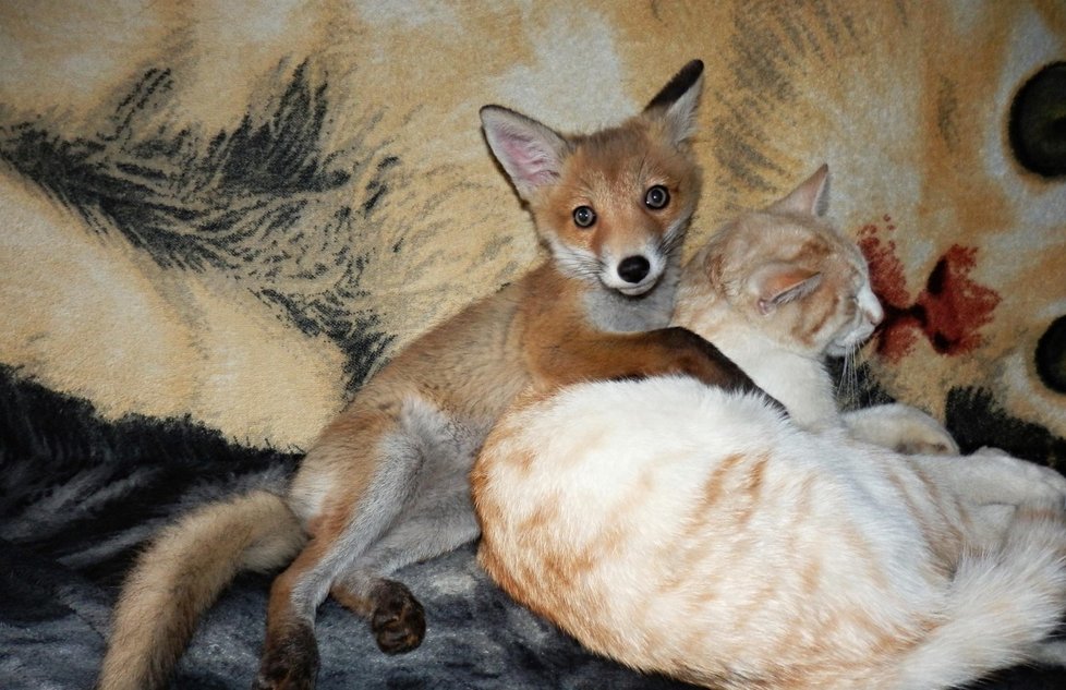 Zachráněná liška se rychle spřátelila s dalšími členy velké lesníkovy rodiny.