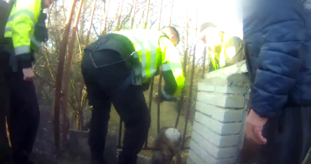 Strážníci v Brně pomohli srnce, která se zasekla v příčkách plotu.