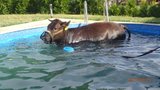 To je kráva! Utekla s býčkem, žvýkala trávu a spadla do bazénu!