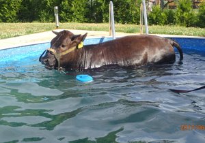 Kráva měla vodu až po břicho.