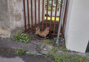 V Opavě hasiči a strážníci zachraňovali srnečka, který uvízl v plotě. 