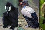 Ostravská zoo chystá nové výběhy. Dočká se gibon bělolící, kondor královský i makak lví.