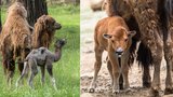 Velbloudí kluk, bizoní holka: Brněnská zoo hlásí před prázdninami atraktivní přírůstky! 