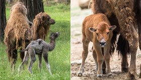 Velbloudí kluk, bizoní holka: Brněnská zoo hlásí před prázdninami atraktivní přírůstky! 