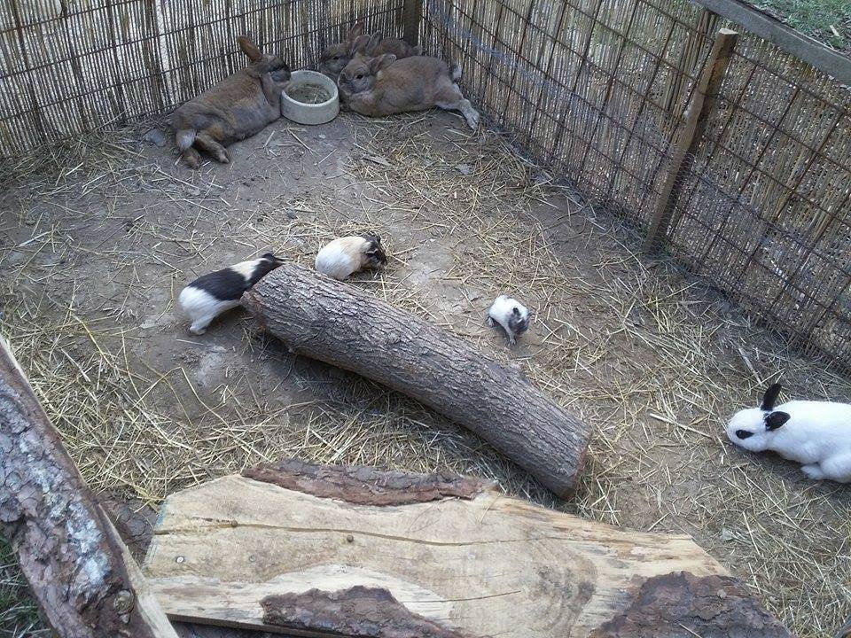 V zooparku ošetřovatelům na zvířatech velmi záleží.