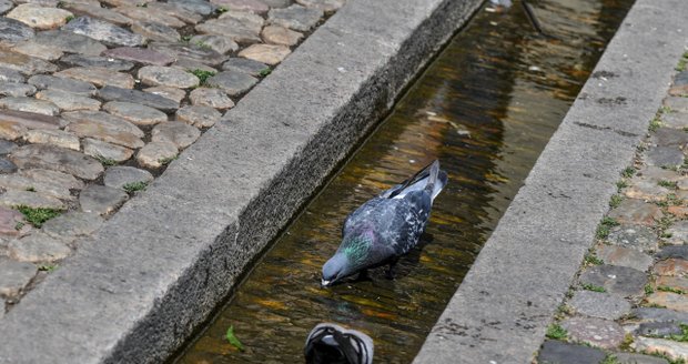Vodu si v městské zástavbě snaží najít také holubi.