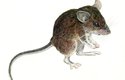 Myš z filipínského ostrova Luzor už se taky dostala do hledáčku vědců.