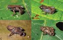 Žabičky z Nové Guineje jsou zřejmě nejmenším objeveným druhem na světě. Měří něco mezi 8 a 9 milimetry. 
