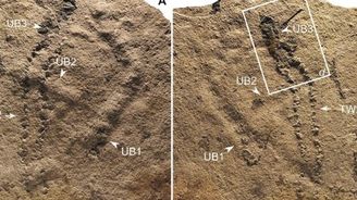Vědci objevili v Číně nejstarší otisky stop zvířete. Pocházejí z doby před 551 miliony lety  