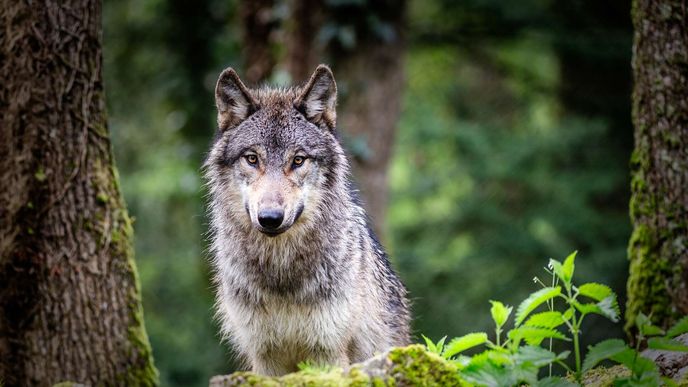 Jaké zvíře byste si vybrali jako svého průvodce životem? Jaké zvíře byste si vybrali jako svého průvodce životem?