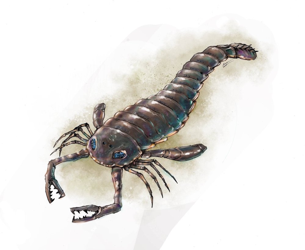 „Vodní škorpion“ Pterygotus