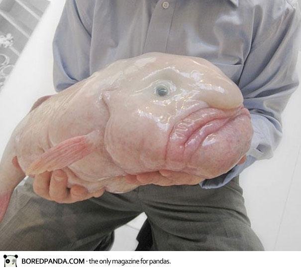 TLUSTOHLAVEC TASMÁNSKÝ. Alias „blobfish“, prý nejošklivější zvíře světa. Hlubokomořská ryba od pobřeží Austrálie, Tasmánie a Nového Zélandu. Její tělo tvoří želatinózní hmota neparně méně hustá než voda. Díky tomu se ryba vznáší nade dnem, aniž by musela plavat.