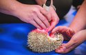 Mezi klienty zvířecí fyzioterapie najdeme i ježky. Speciální MLS laser zvířatům pomáhá při poranění svalů, šlach a vazů