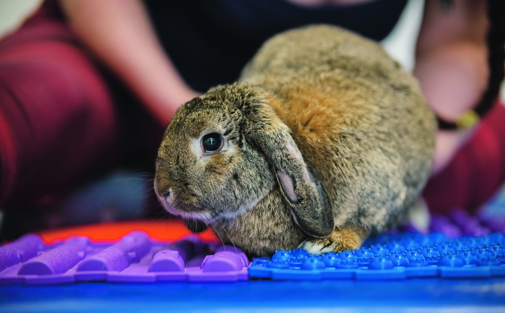 Mezi klienty zvířecí fyzioterapie najdeme i králíky
