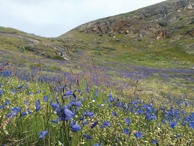 Porost zvonků Campanula uniflora nedaleko místa, kde v Grónsku probíhala dlouhodobá studie