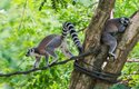 Na zvukové mapě najdete například lemury z Madagaskaru