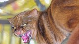 Do brněnské zoo dorazili samci: Mají zachránit chov kočky pouštní a jaguarundi