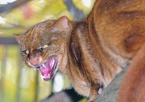 Samec jaguarundi přijel do brněnské zoo z Poznaně. Připomíná malou pumu.