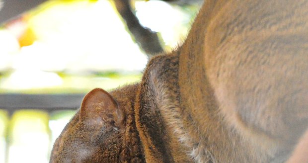 Samec jaguarundi přijel do brněnské zoo z Poznaně. Připomíná malou pumu.