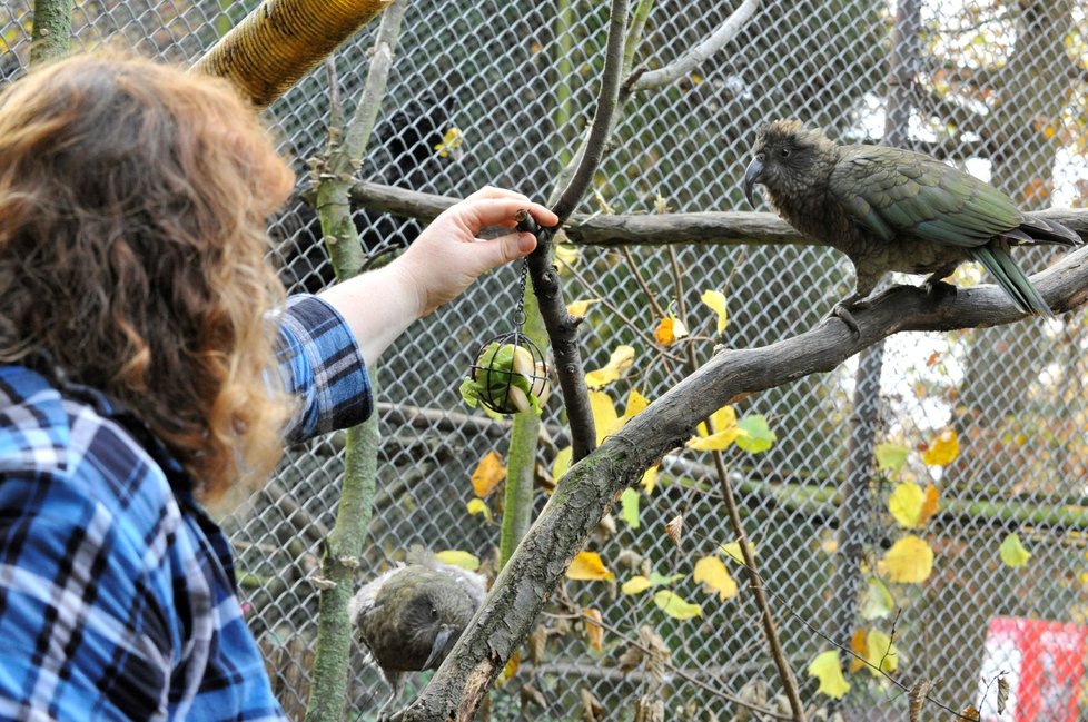 Zoo předvedla také to, jak zvířata motivuje, aby nezlenivěla. Krmení si musí vydobýt. Na snímku je papoušek nestor kea, známý pro svou inteligenci a zvídavost.