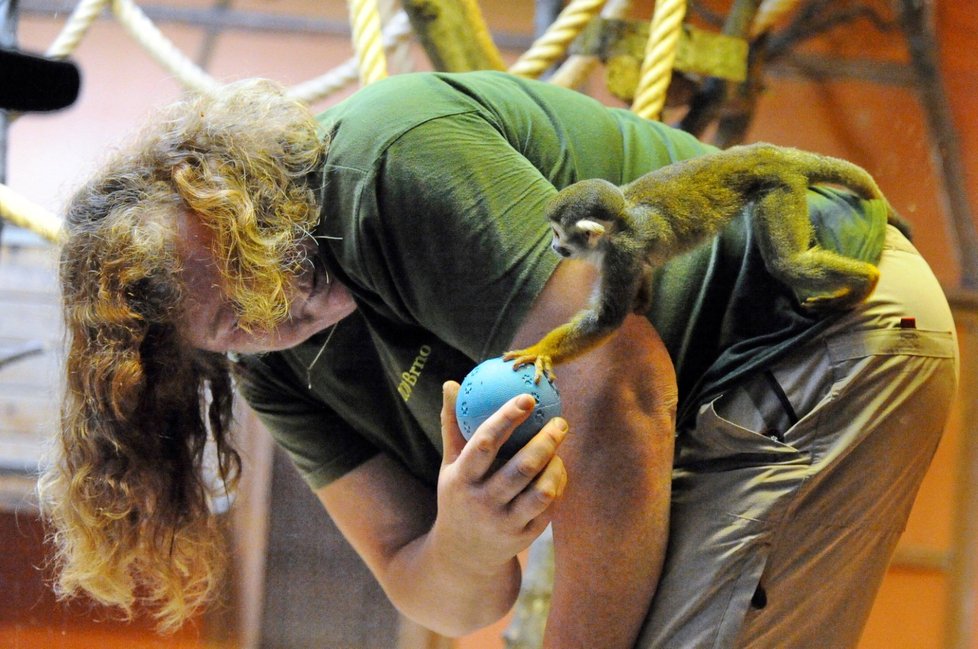 Zoo předvedla také to, jak zvířata motivuje, aby nezlenivěla. Krmení si musí vydobýt. Na snímku je kotul veverovitý.