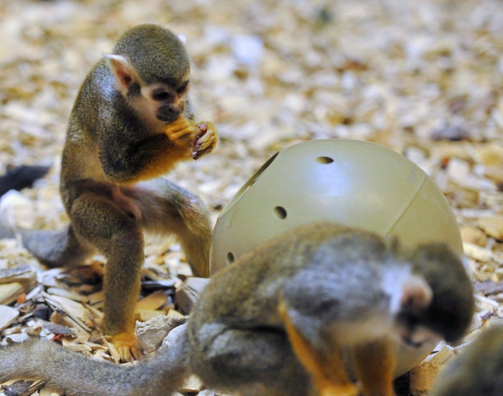 Zoo předvedla také to, jak zvířata motivuje, aby nezlenivěla. Krmení si musí vydobýt. Na snímku je kotul veverovitý.