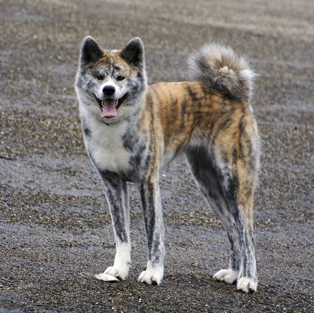 semínko přírodní očistit japonský pes akita Siesta Nechci galerie