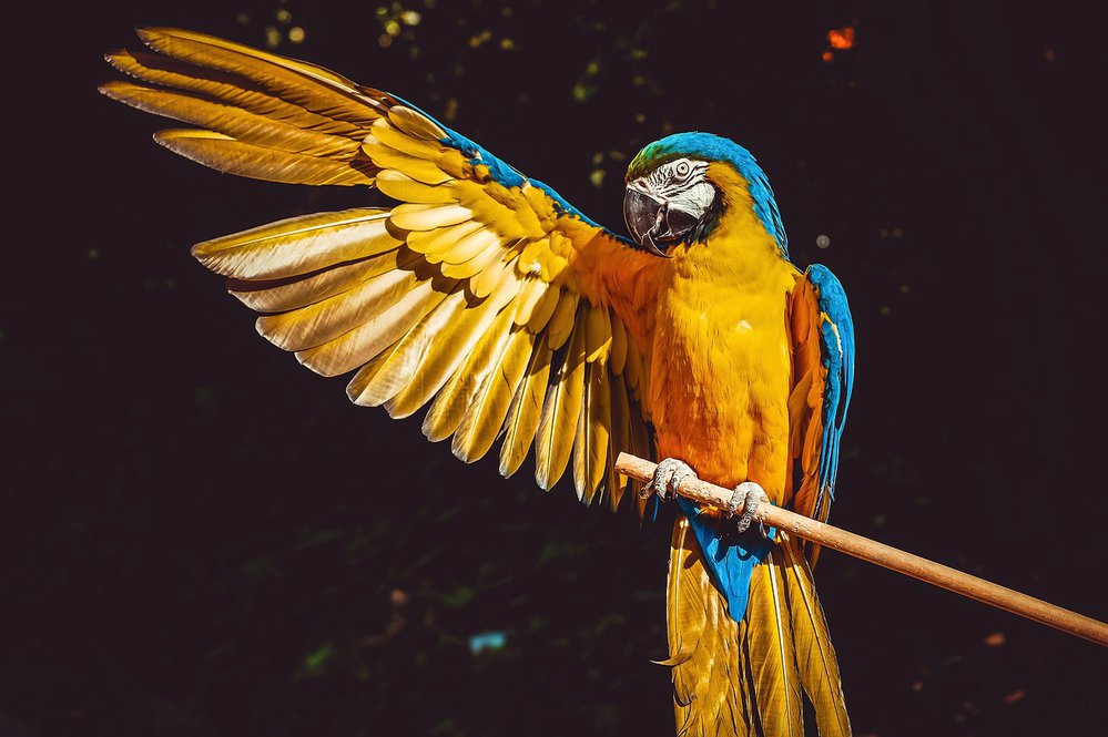 Krása velkých papoušků ara | Ábíčko.cz