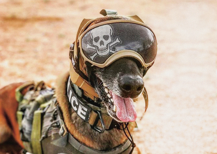 Pes v armádě: Jaké jsou nejmodernější technologie pro válečné psy? |  Ábíčko.cz