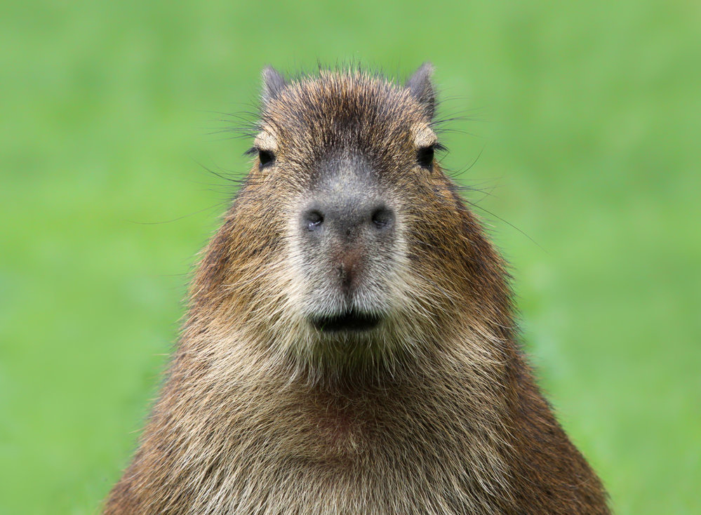 Kapybara: Nejvti hlodavec svta je vodn maximore | bko.cz