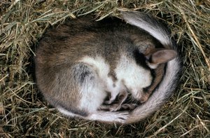 Která zvířata v zimě spí? A jak přežijí hibernaci? | Ábíčko.cz