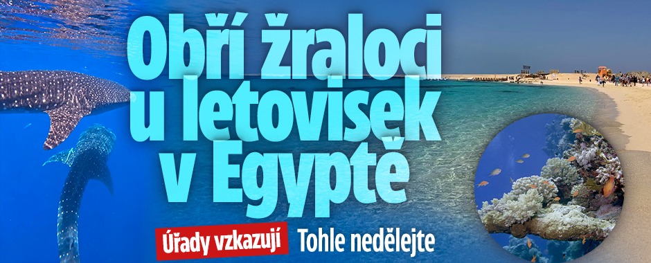 Banner ke žhavému tématu: Žraločí obři u Hurghady i Marsa Alam! ...